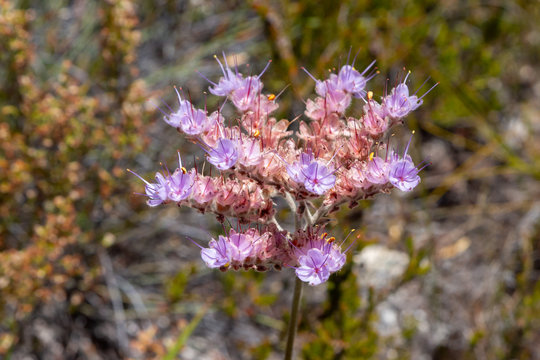 Dilatris species in the Mountains of Ceres, Western Cape, South Africa