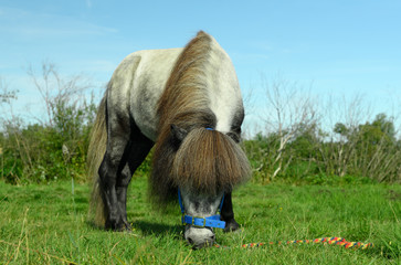 The hungry gray pony with its long mane, the blue halter and color rope is eating the grass in...