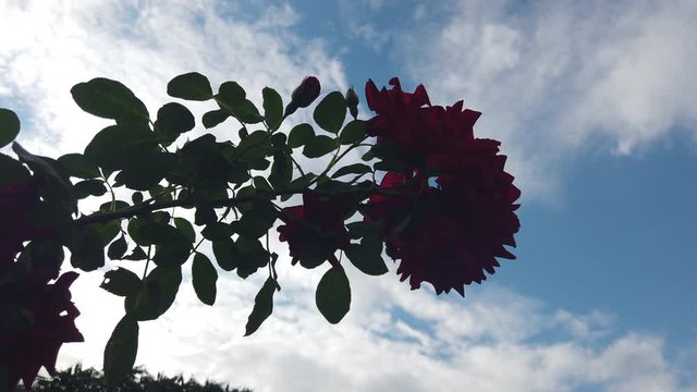 Blumen Rosen Pflanzen Rot lila pink