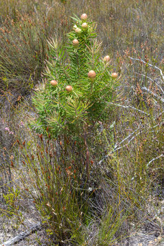 Salicifolium Bilder Durchsuchen 109 Archivfotos, und