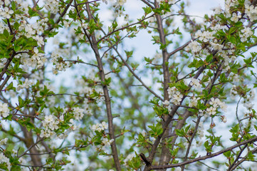 Branches of blossoming apricot macro