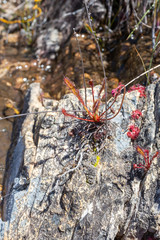 Drosera capensis and Drosera rubrifolia close to Ceres, Western Cape, South Africa