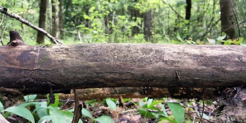 The trunk of an old tree that has fallen on a forest path is surrounded by a natural environment of temperate deciduous forest.