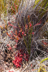 Drosera capensis and Drosera rubrifolia close to Ceres, Western Cape, South Africa