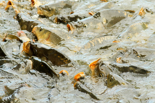 Viele Fische in einem Teich schnappen nach Futter
