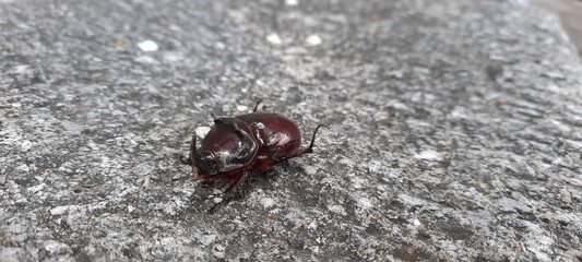 insect, bug, beetle, macro, ant, nature, animal, black, fly, tick, closeup, pest, wood, close-up, sand, small, insects, fauna, crab, ladybug, red, beach