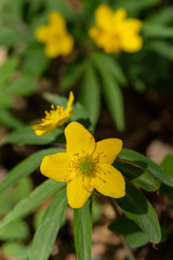 Ein seltenes blühendes Gelbes Windröschen (lat.: Anemone ranunculoides)