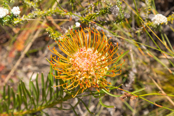 Leucospermum lineare close to Stellenbosch, Western Cape, South Africa
