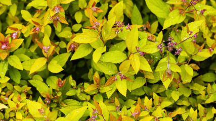 beautiful leaves of the shrub are yellow-green after the rain. autumn mood, long banner background