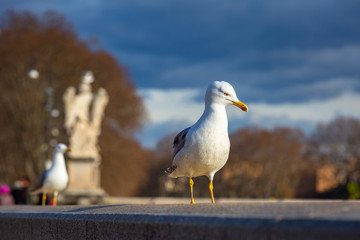 Seagull siting at the Saint Angel bridge in Rome, Italy
