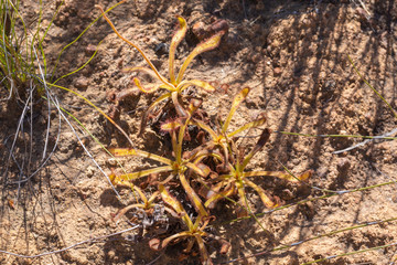 Drosera hilaris close to Stellenbosch, Western Cape, Souzh Africa