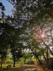 A bright sun shining behind lot of trees.