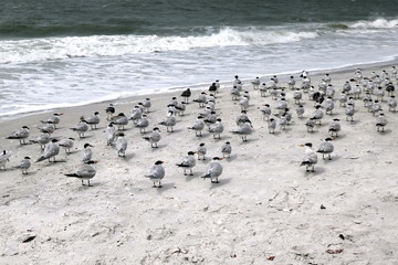 Group of sea gulls at the beach of Lover's Key State Park, Florida