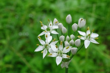 白いニラの花のアップ／Allium tuberosum