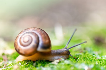 snail and moss...