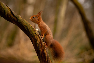 Squirrel, Red Squirrel, Rodent.