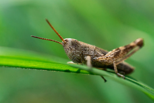 Eastern Lubber Grasshopper