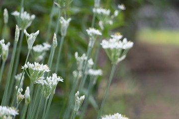 道端のニラの花／Allium tuberosum