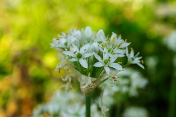 黄色背景にニラの花／Allium tuberosum