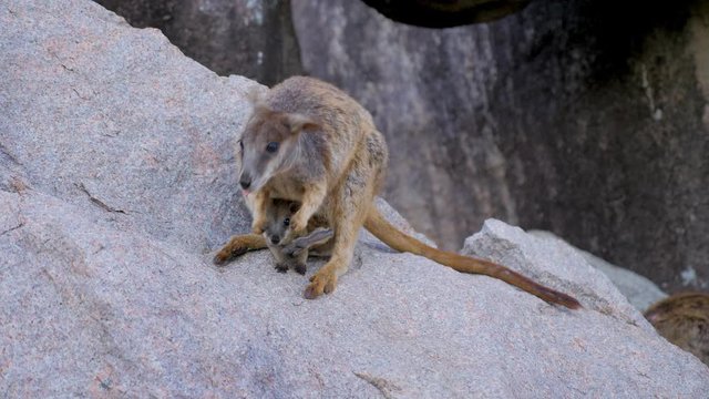 Close Up Of Australia Wallaby feeding and eating on The Rock in Magentic island in North Queensland, Australia