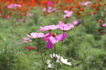 ピンクのコスモス