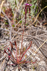 Drosera capensis close to Franschhoek, Western Cape, South Africa