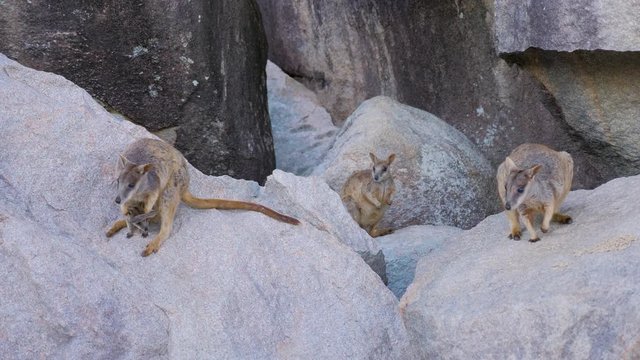 Close Up Of Australia Wallaby feeding and eating on The Rock in Magentic island in North Queensland, Australia