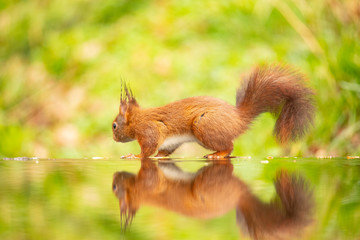 Squirrel, Red Squirrel, Rodent.