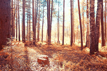 autumn forest north / landscape in the autumn forest, northern, nature view in the fall season