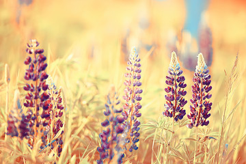 lupins in the field / summer flowers purple wild flowers, nature, landscape in the field in summer