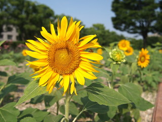向日葵と蜂