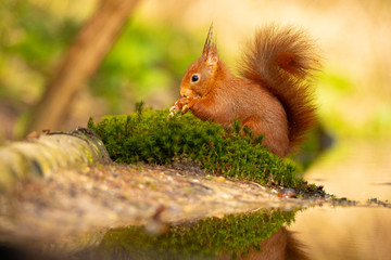 Squirrel, Red Squirrel, Rodent.