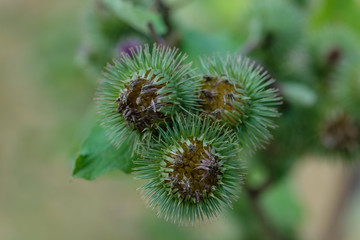 Grüne stachelige Knospen einer Distel (Nahaufnahme)