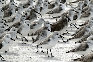 Group of sea gulls at the beach of Lover's Key State Park, Florida