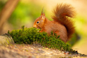 Squirrel, Red Squirrel, Rodent.