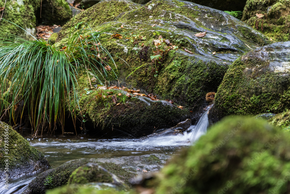 Wall mural Closeup shot of green moss growing on rocks on a stream