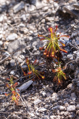 Drosera glabripes close to Hermanus, Western Cape, South Africa