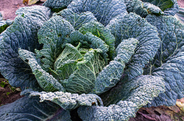 Savoy cabbage close-up in the growth phase in daylight