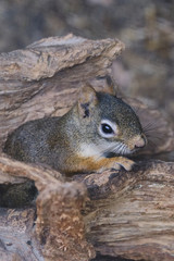 Naklejka na ściany i meble A rodents marmots chipmunks squirrel spotted on a tree trunk on hunting mood. Animal behavior themes. Focus on eye