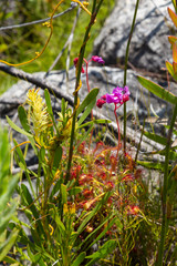 Drosera glabripes close to Hermanus, Western Cape, South Africa