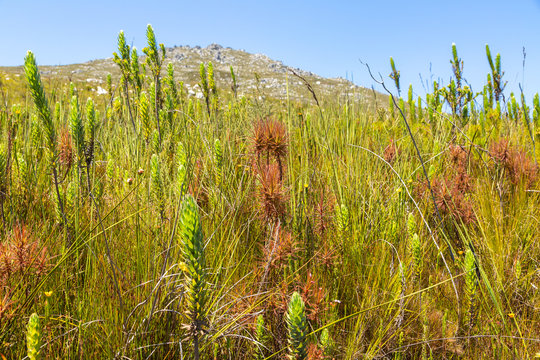 Roridula gorgonias in the mountains of Hermanus, Western Cape, South Africa