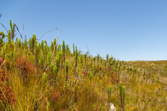 Roridula gorgonias in the mountains of Hermanus, Western Cape, South Africa