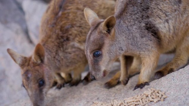 Close Up Of Australia Wallaby feeding and eating on The Rock in Magentic island in North Queensland, Australia