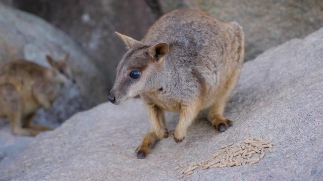 Close Up Of Australia Wallaby feeding and eating on The Rock in Magentic island in North Queensland, Australia