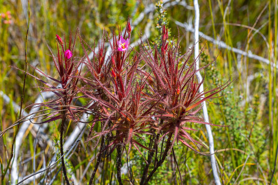 Roridula gorgonias in the mountains of Hermanus, Western Cape, South Africa