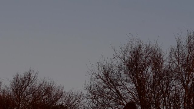Chimango caracaras (Milvago chimango) fly over the trees minutes after sunset.