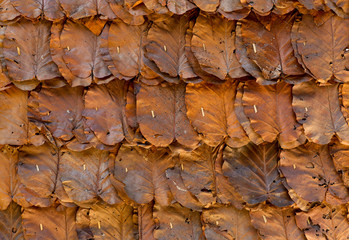 Autumn Leaf with bright