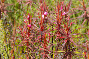 Roridula gorgonias in the mountains of Hermanus, Western Cape, South Africa