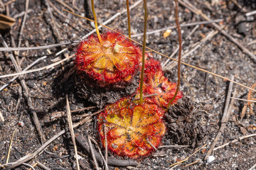 Drosera aliciae in the Mountains close to Hermanus, Western Cape, South Africa