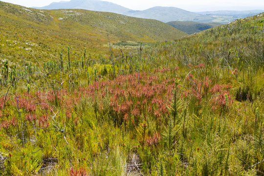 Roridula gorgonias in the mountains of Hermanus, Western Cape, South Africa